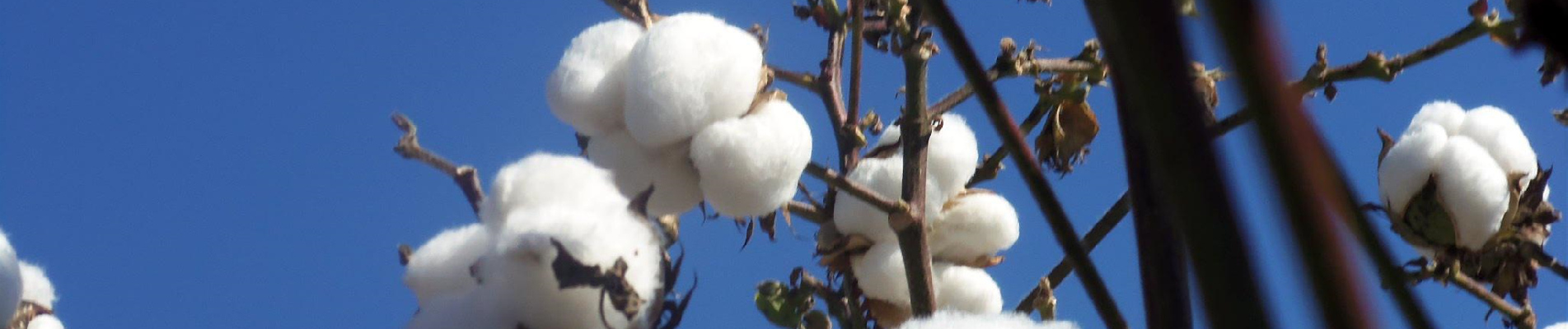 Organic Cotton biodegradable Sanitary Pads Menstrual Pads