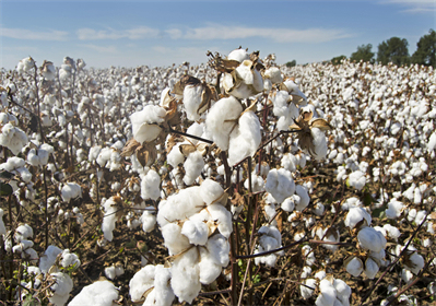 How Do Organic Cotton Maxi Pads Support Heavy Flow Days Without Feeling Bulky?